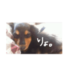 わんころ生活（個別スタンプ：14）