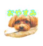 あたいの家族3（個別スタンプ：5）