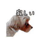 あたいの家族3（個別スタンプ：13）
