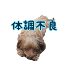 あたいの家族3（個別スタンプ：16）