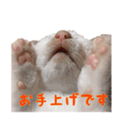 あたいの家族3（個別スタンプ：19）