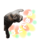 あたいの家族3（個別スタンプ：24）