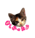 あたいの家族3（個別スタンプ：25）