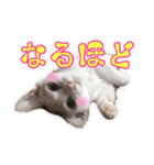 あたいの家族3（個別スタンプ：31）