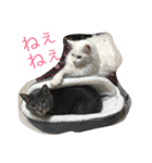 6匹のにゃんず（個別スタンプ：1）