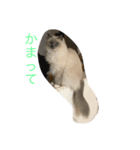 6匹のにゃんず（個別スタンプ：4）