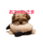 シーズーのショコラ（個別スタンプ：1）
