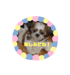 シーズーのショコラ（個別スタンプ：2）