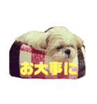 シーズーのショコラ（個別スタンプ：15）