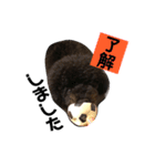 トイプードルのしょうきち（個別スタンプ：9）