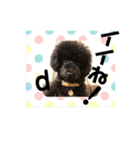 トイプードルのしょうきち（個別スタンプ：11）