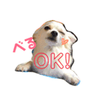 れんりこるい (べる)（個別スタンプ：1）