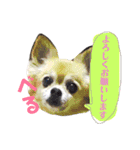 れんりこるい (べる)（個別スタンプ：2）