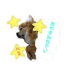 れんりこるい (べる)（個別スタンプ：3）