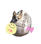 れんりこるい (べる)（個別スタンプ：4）