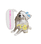 れんりこるい (べる)（個別スタンプ：5）