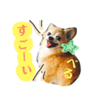 れんりこるい (べる)（個別スタンプ：6）