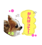 れんりこるい (べる)（個別スタンプ：8）