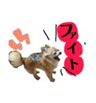 れんりこるい (べる)（個別スタンプ：10）