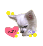れんりこるい (べる)（個別スタンプ：11）