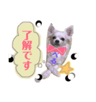 れんりこるい (べる)（個別スタンプ：12）