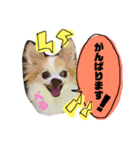 れんりこるい (べる)（個別スタンプ：13）