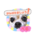 れんりこるい (べる)（個別スタンプ：14）