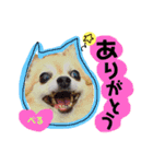 れんりこるい (べる)（個別スタンプ：15）