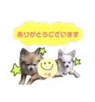 れんりこるい (べる)（個別スタンプ：16）