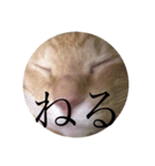 きいろいねこのスタンプ（個別スタンプ：3）