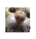 きいろいねこのスタンプ（個別スタンプ：6）