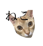 きいろいねこのスタンプ（個別スタンプ：10）