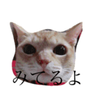 きいろいねこのスタンプ（個別スタンプ：14）