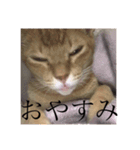 きいろいねこのスタンプ（個別スタンプ：15）