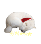 愛しのおわんちゃーん（個別スタンプ：12）