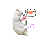 愛しのおわんちゃーん（個別スタンプ：13）