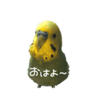 インコのりりちゃんスタンプ（個別スタンプ：1）