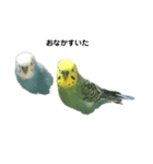 インコのりりちゃんスタンプ（個別スタンプ：3）
