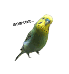 インコのりりちゃんスタンプ（個別スタンプ：5）