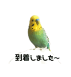 インコのりりちゃんスタンプ（個別スタンプ：6）