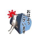 イタグレの日常会話スタンプ Ver.1（個別スタンプ：1）