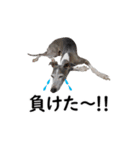 イタグレの日常会話スタンプ Ver.1（個別スタンプ：18）