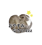 イタグレの日常会話スタンプ Ver.1（個別スタンプ：24）