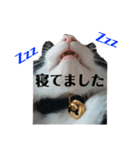 ソラの写真スタンプ-日常-（個別スタンプ：39）