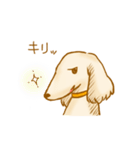 ゆるきゃわわんこ2（個別スタンプ：25）