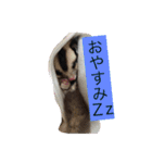 桃太郎の日常       フクロモモンガ（個別スタンプ：2）