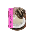 桃太郎の日常       フクロモモンガ（個別スタンプ：3）