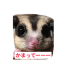 桃太郎の日常       フクロモモンガ（個別スタンプ：8）