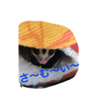 桃太郎の日常       フクロモモンガ（個別スタンプ：9）