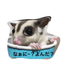 桃太郎の日常       フクロモモンガ（個別スタンプ：10）